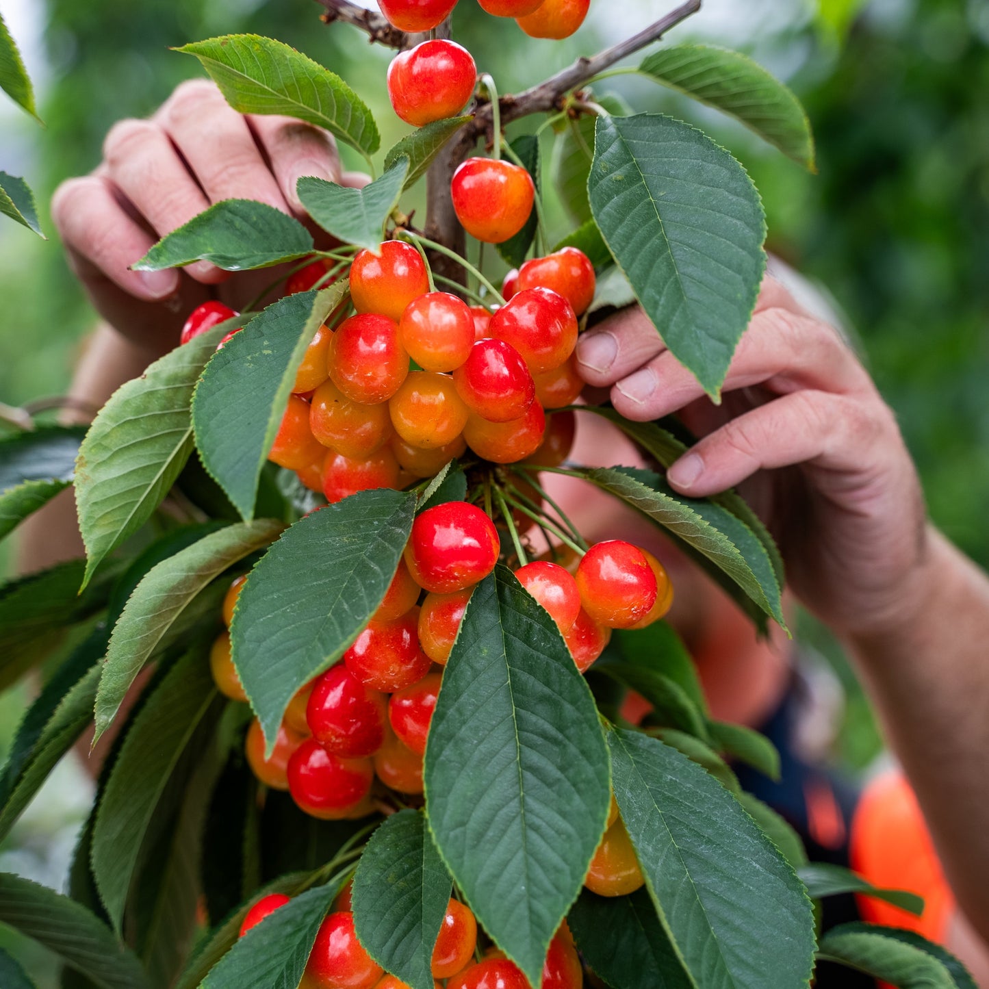 White Electric Cherries 2kg