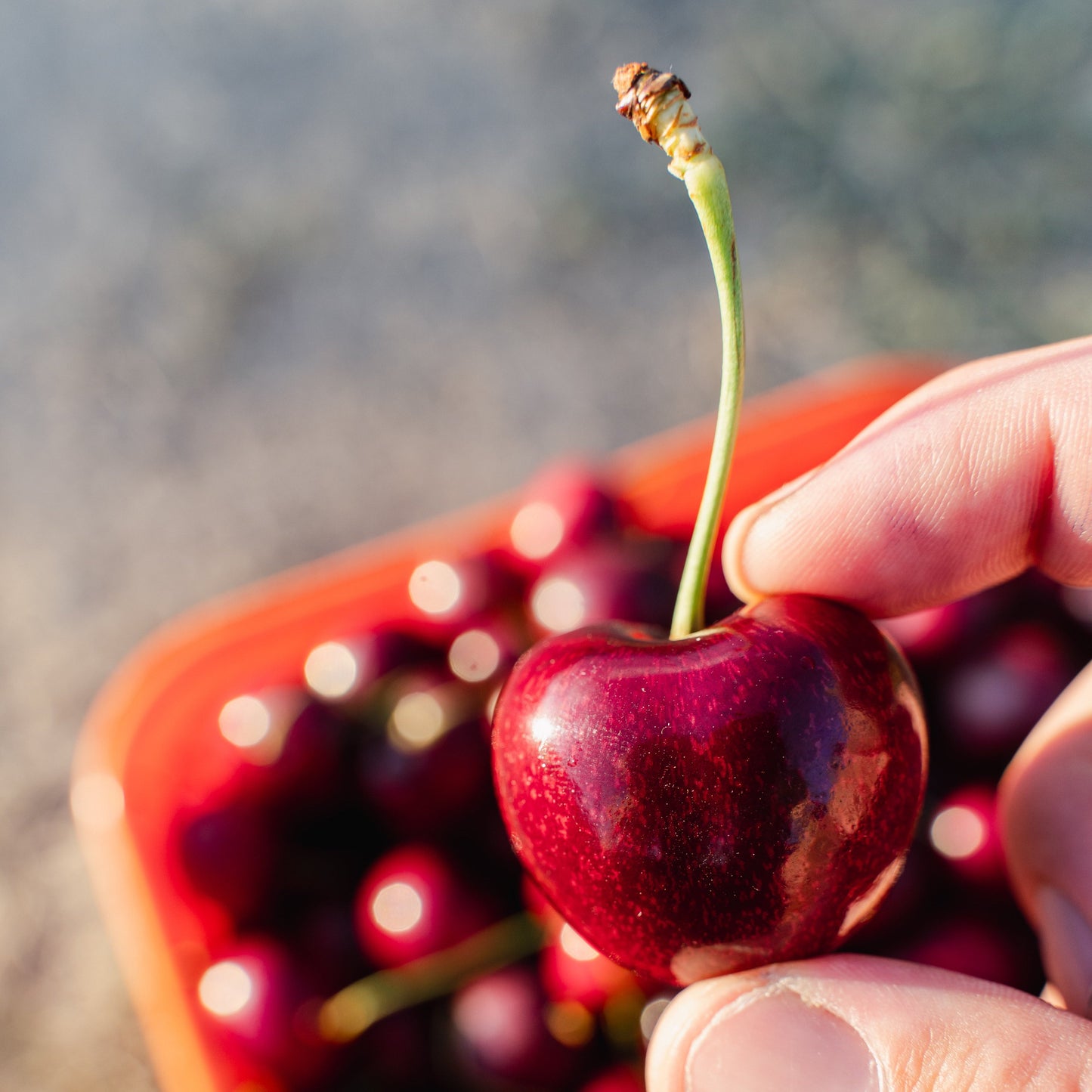 Red Electric Cherries grown in Cromwell, Central Otago
