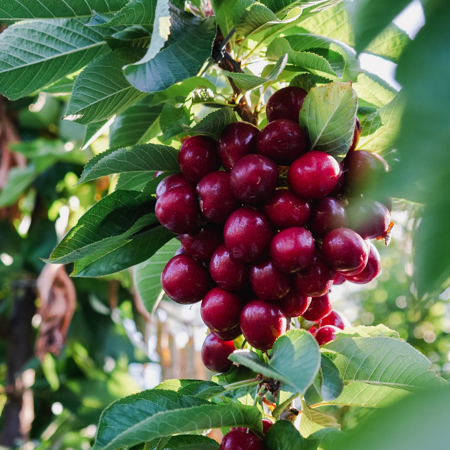 Red Electric Cherries 2kg