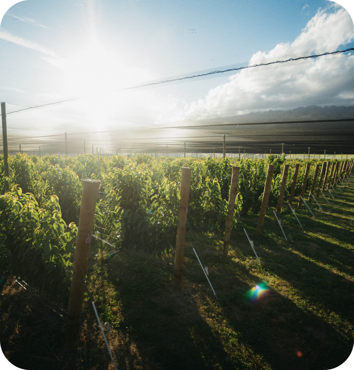 Red Electric Cherries 2kg