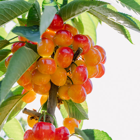 White Electric Cherries 2kg