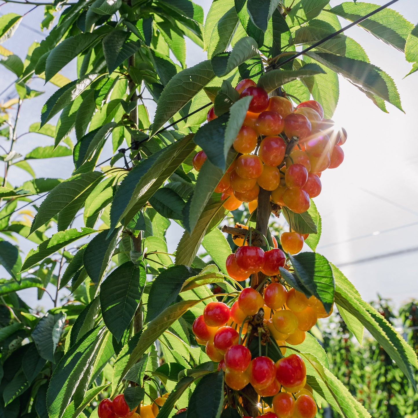 White Electric Cherries 2kg