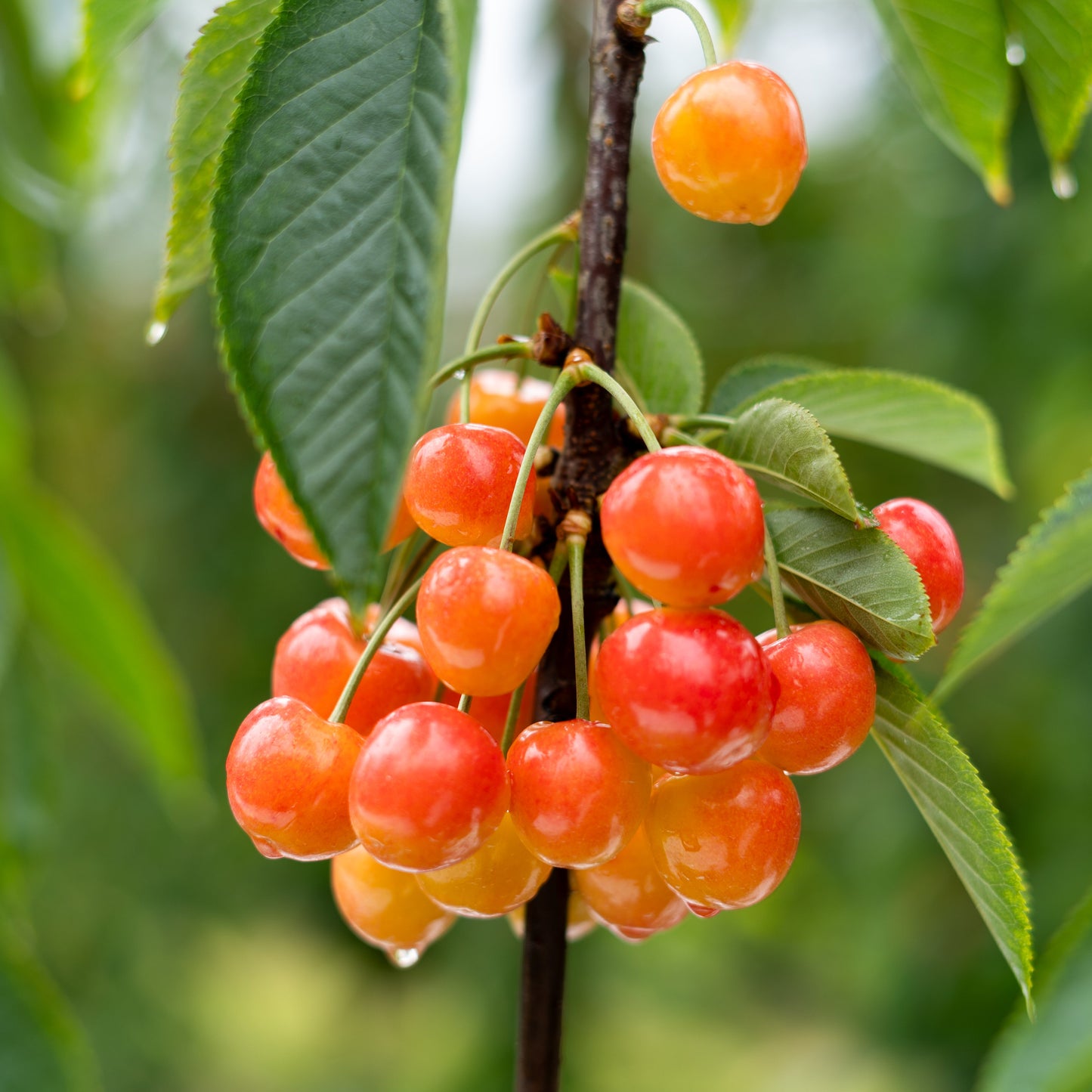 White Electric Cherries 2kg