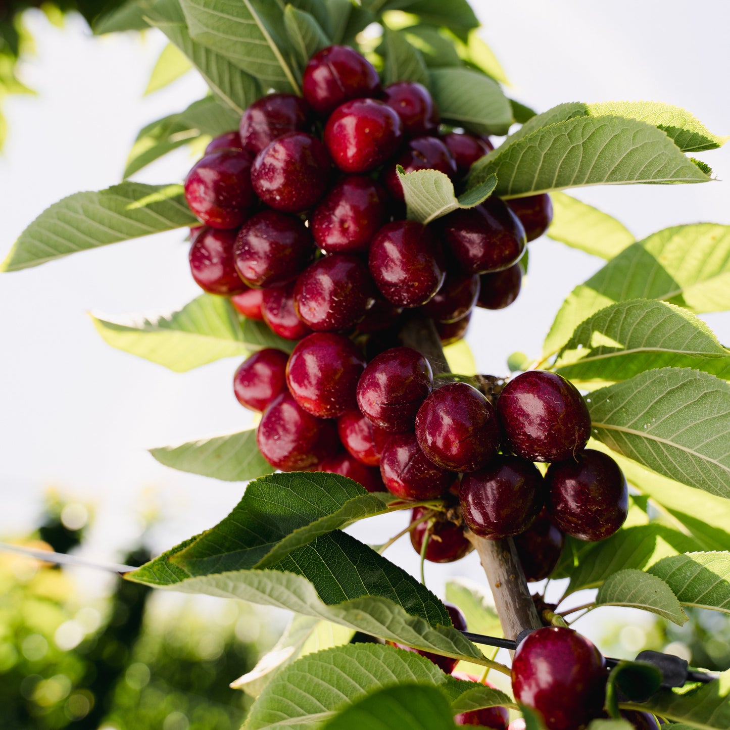 Bunch of cherries on a tree branch with green leaves