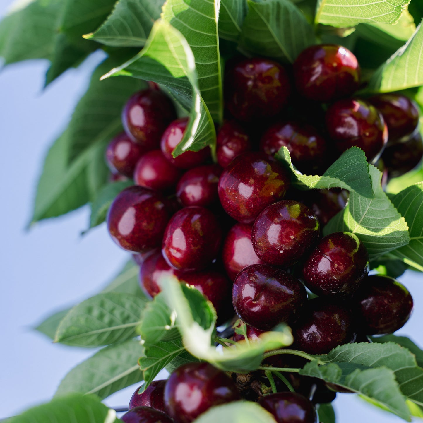 Electric Cherries Gift Card