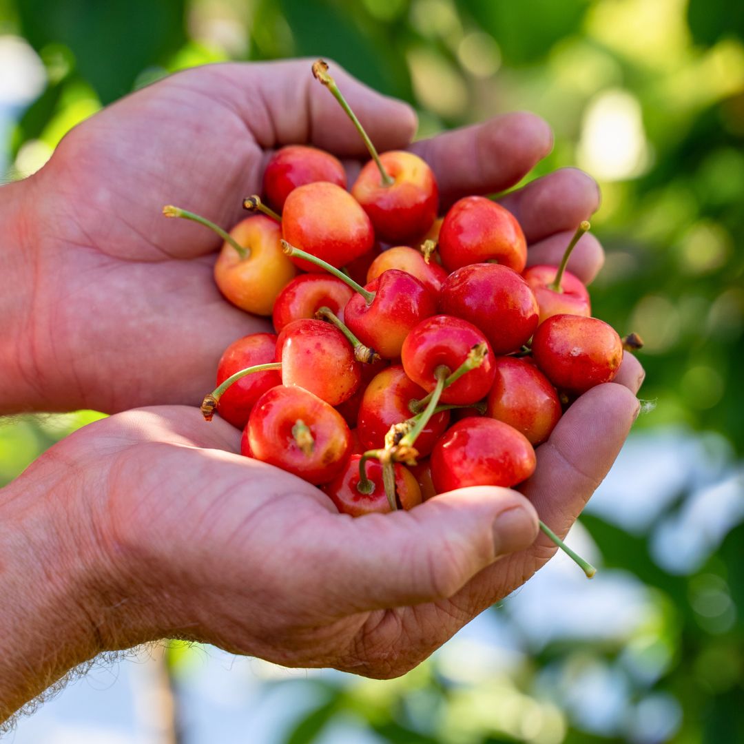 White Rainier Electric Cherries grown in Cromwell, Central Otago