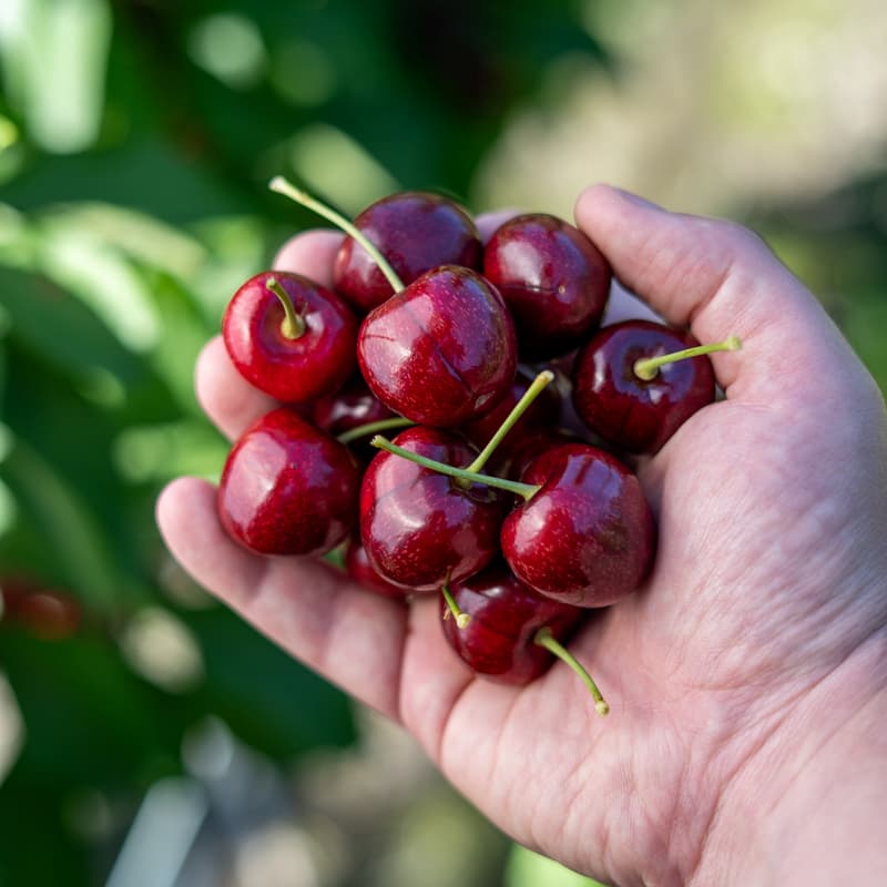 Red Electric Cherries grown in Cromwell, Central Otago