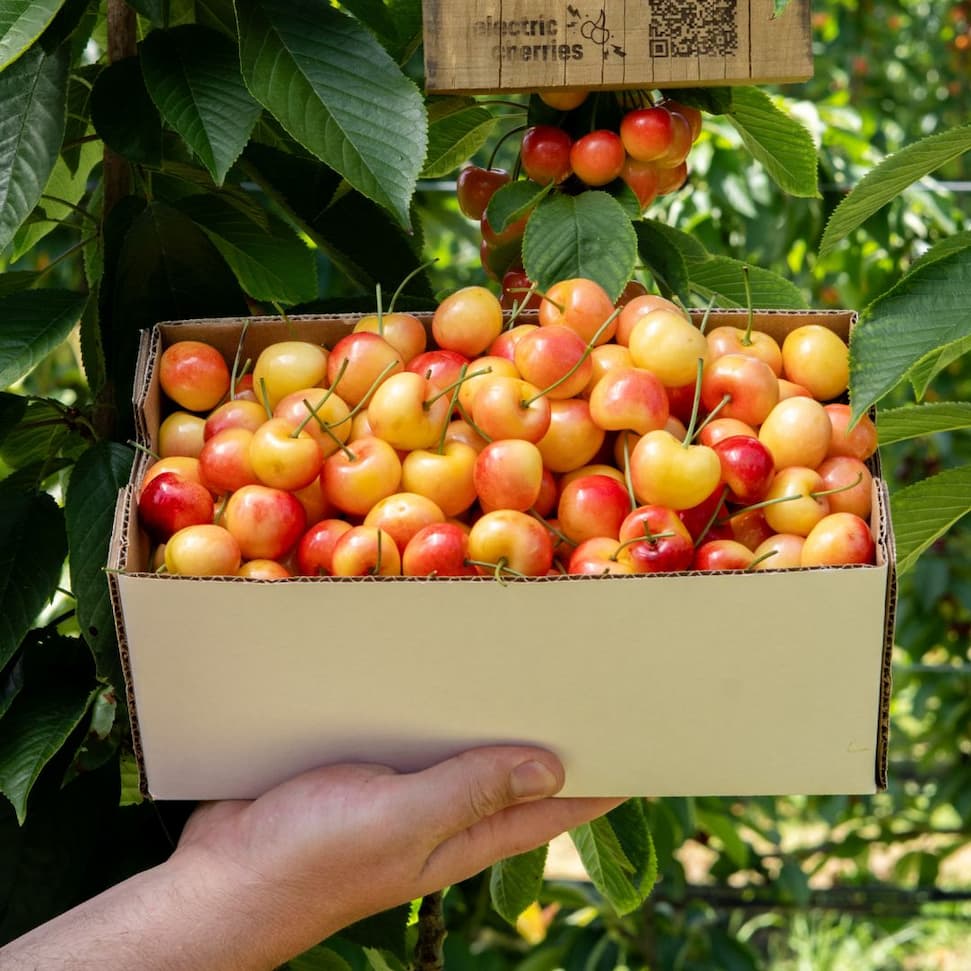 White Rainier Electric Cherries grown in Cromwell, Central Otago
