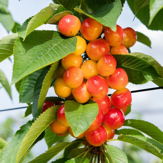 White Rainier Electric Cherries grown in Cromwell, Central Otago